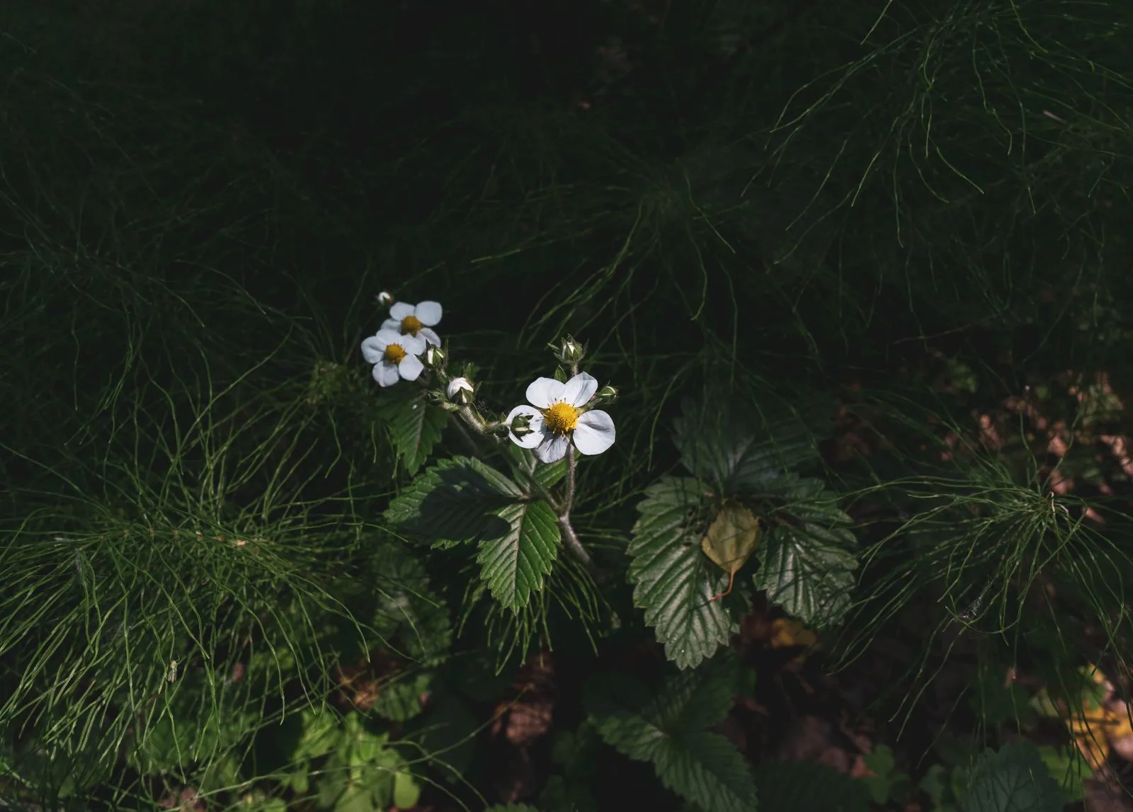 How to Plan a Pollinator Garden in a Small Yard